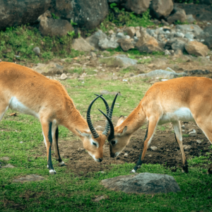 wildlife sanctuaries and national parks of himachal